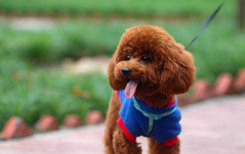 泰迪犬智商相当于几岁