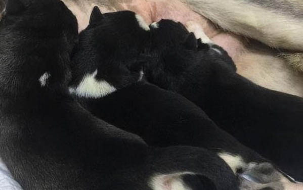 犬细小病毒治疗方法