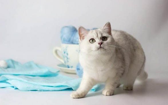 猫藓要多久才能好