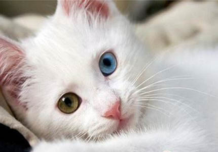 土耳其梵猫乳腺肿瘤如何治
