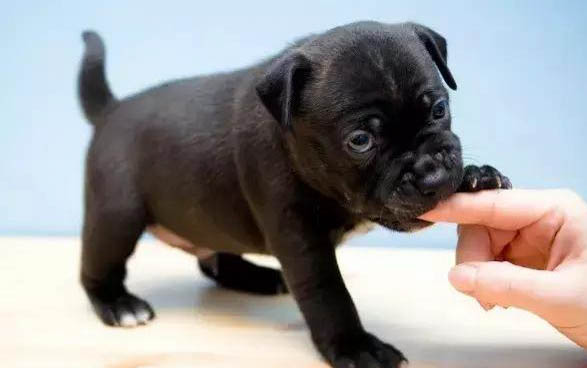 狗狗用鼻子拱食物是什么意思？