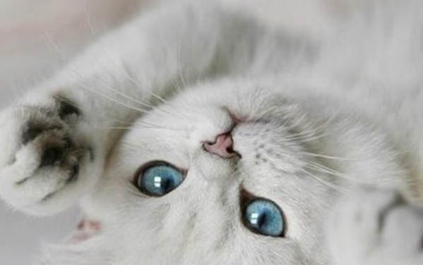 灰色的猫有哪些品种
