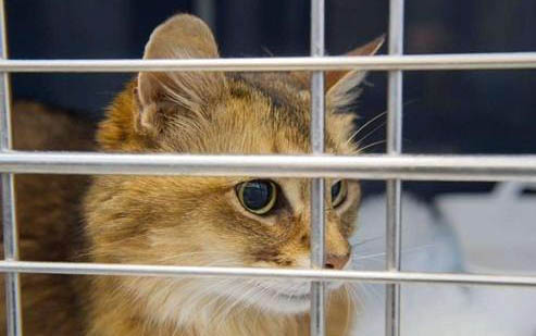 小猫咪咬人要怎么办