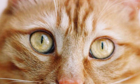 猫咪从来不出门怎么会得猫瘟病