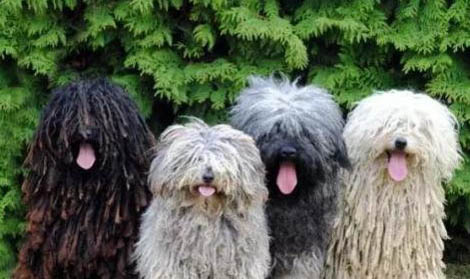 德国牧羊犬哪里有卖