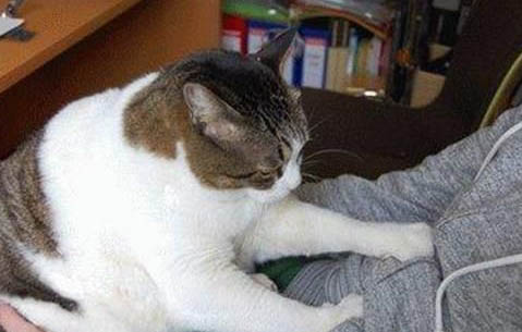 猫咪上火眼屎多是怎么回事