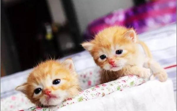 刚出生的小猫喝羊奶能活吗
