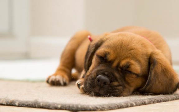 狗狗的睡眠时间是多少小时