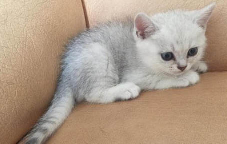 猫咪快生了屁股流东西