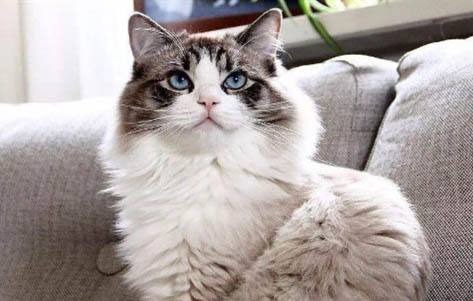 猫咪呕吐拉稀带血怎么办啊
