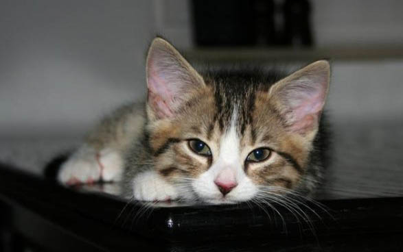 小猫假死最多持续多久