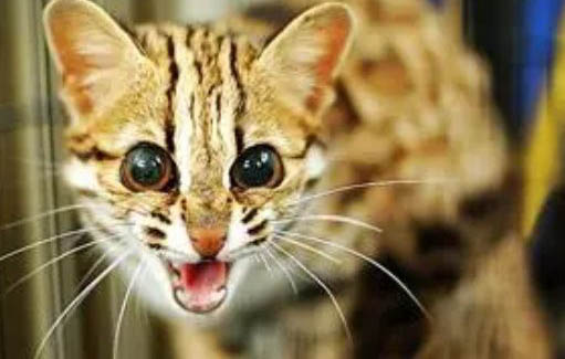 猫咪为什么突然乱尿