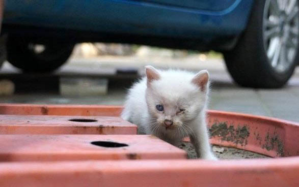 猫身上有白色伸缩虫子该怎么办