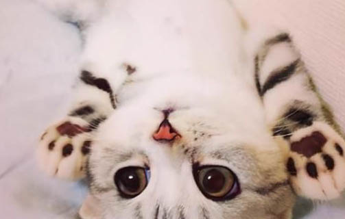 猫一天要睡多少个小时