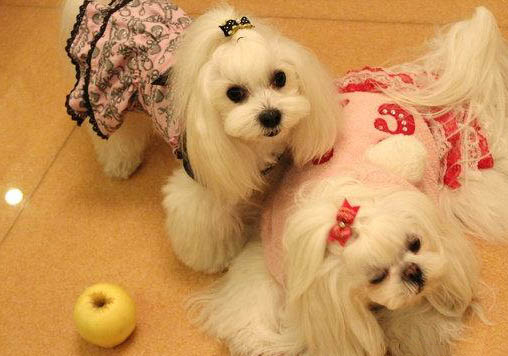 马尔济斯犬的缺点