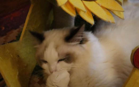 猫可不可以吃鱿鱼丝