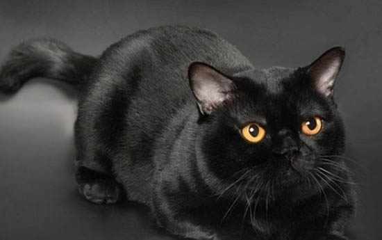 猫咪发情时间有多长