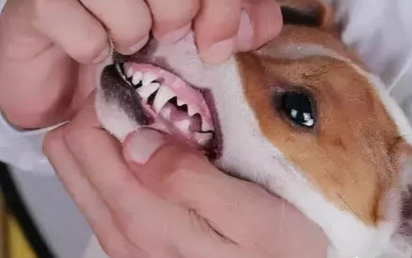 怀孕的狗可以打头孢吗