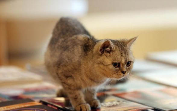 猫咪忽然频繁舔嘴吧唧吧唧是为什么
