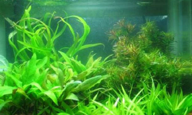 怎样给鱼缸换水