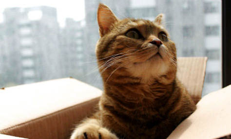 有哪些品种的猫咪适合懒人铲屎官饲养呢?