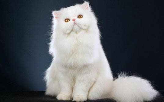 长毛蓝猫真的很稀有吗？