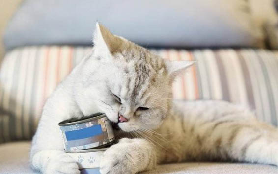 猫多大可以吃成猫粮
