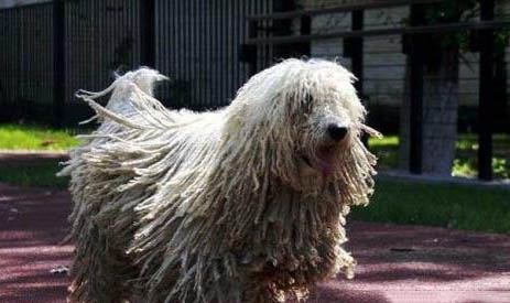 可蒙犬细小病毒引起的原因及处理方法