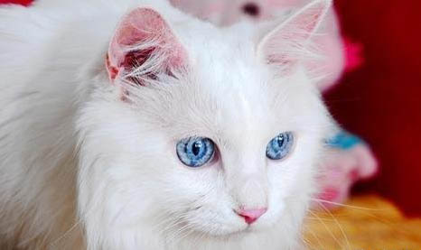 山东狮子猫打嗝的原因及处理方法