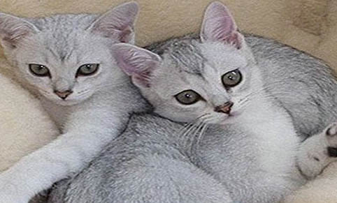 猫癣,你了解吗?