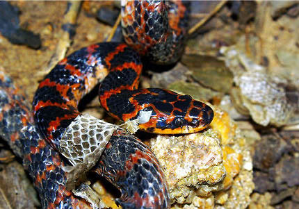 赤练蛇可以当宠物养吗