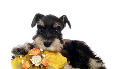 棉花面纱犬哪里有卖