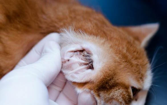 请问猫咪呕吐的原因及处理方法?