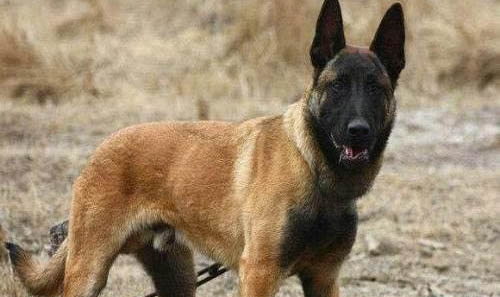 公犬发情期大概持续多久？