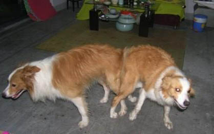 狗狗第一次来月经多少天