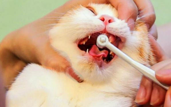 打完疫苗的猫会得猫瘟吗