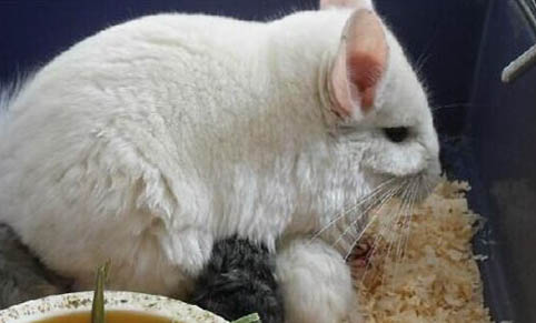 宠物龙猫价格多少钱一只