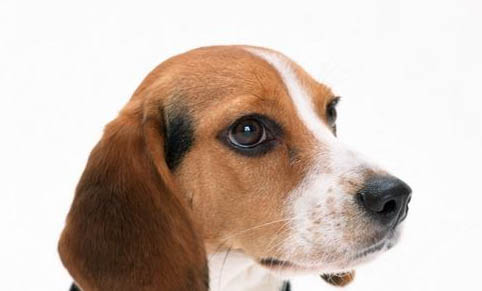 比格犬与巴吉度犬的区别