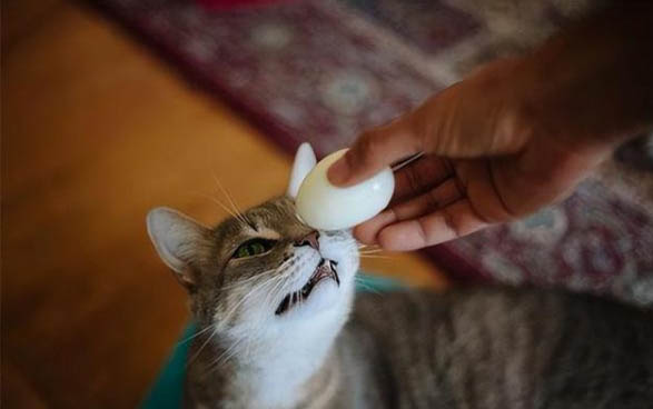 猫咪冬天要穿衣服吗
