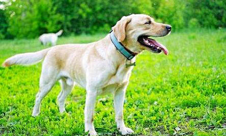 拉布拉多犬舍哪