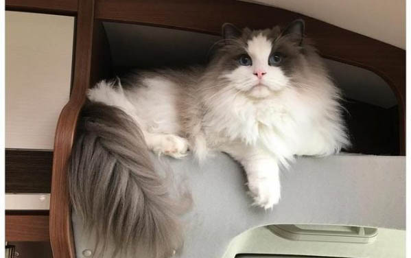 猫咪吐虫子还能活几天