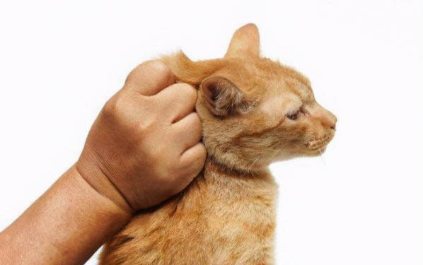 猫肠胃不好老是吐怎么办