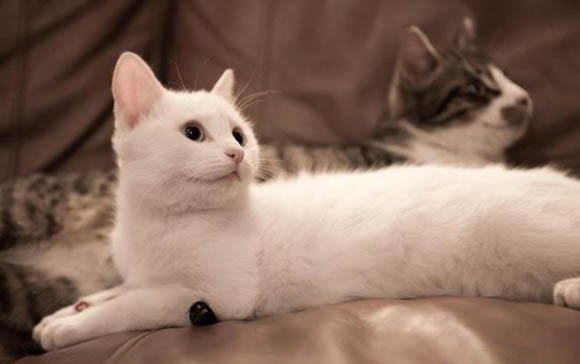 猫咪可以吃动物奶油的蛋糕吗