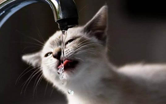 干猫粮可以泡水吃吗