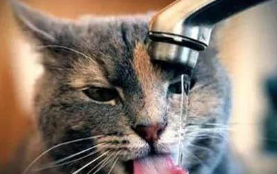 猫腹水前兆