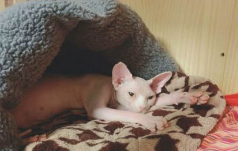 猫咪会有哪些有毒的植物