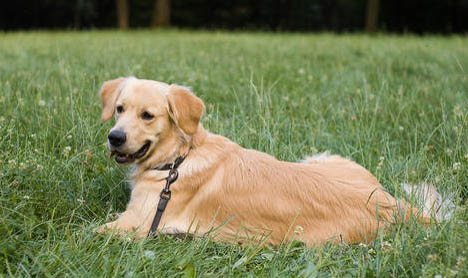 拉布拉多犬对人凶吗