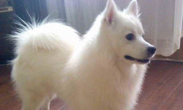 银狐犬能活多少年