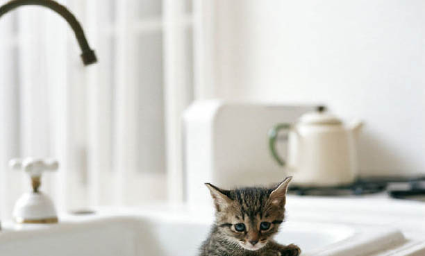 猫喝自来水行吗？