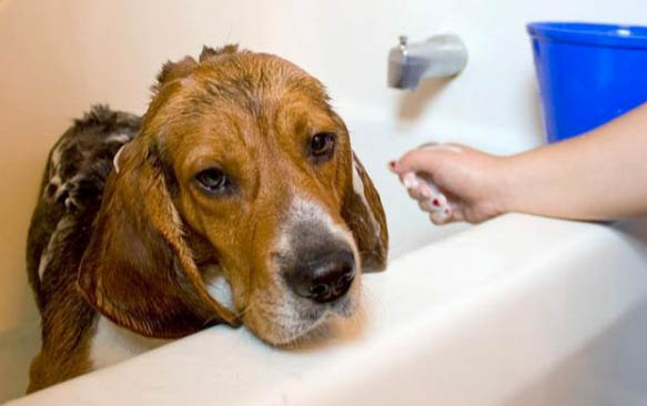 狗狗为什么都不洗澡啊